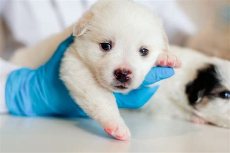 What Every Puppy Owner Needs to Know About Parvo in Puppies.